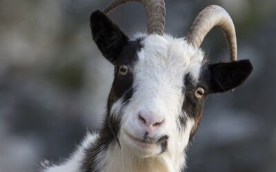 The Ox and the Goat The Question of the Nature of Truth