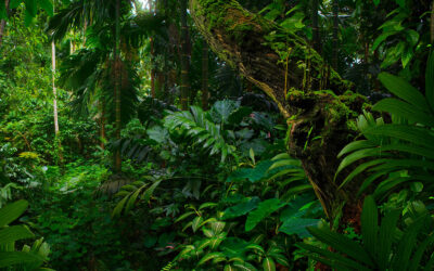 Cutting Through The Bullshit A Jungle Polemic